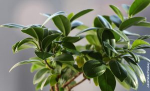 Foto de una planta perenne que muestra al ficus benjamina y sus cuidados
