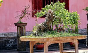 Foto de un árbol bonsái en un patio que revela al ficus ginseng y sus cuidados