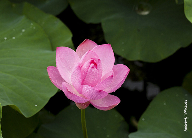 Foto de una flor de loto fucsia