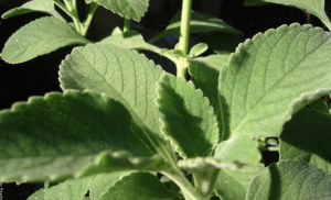 Para qué sirve el boldo, una planta increíble para tu salud