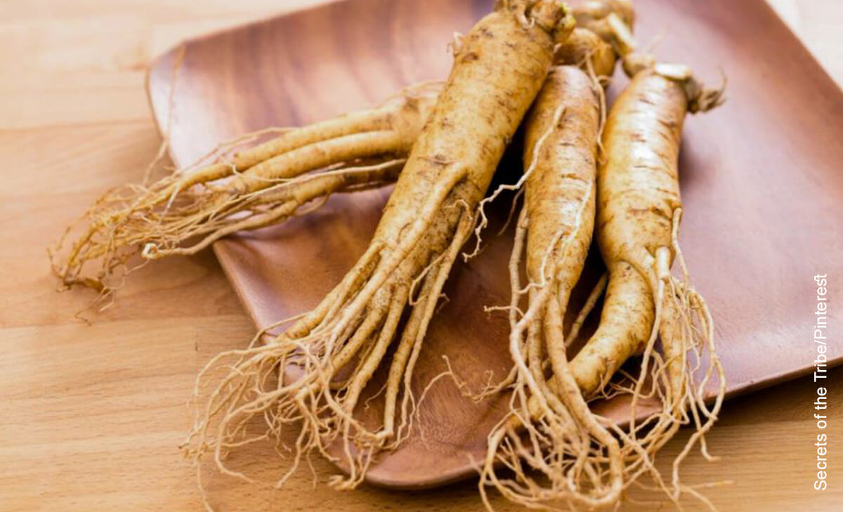 Foto de raíces de planta natural que muestran para qué sirve el ginseng