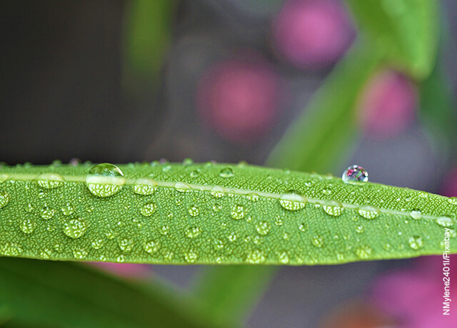 Foto de la hoja de una planta perenne con gotas de agua que muestra para qué sirve la clorofila