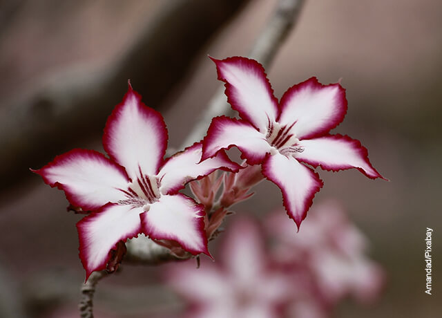Foto de las hojas de una flor morada