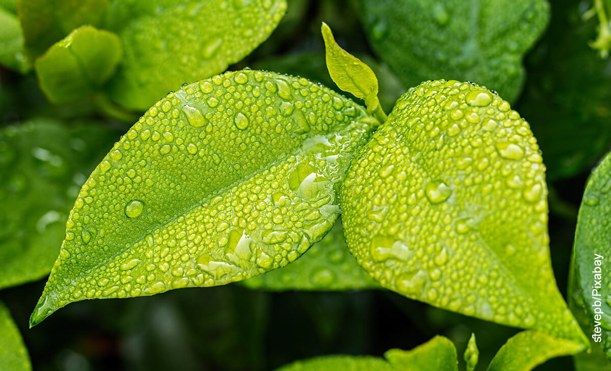 Foto de unas hojas verdes con agua que muestran para qué sirven las plantas