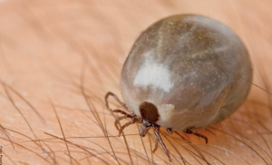 Qué significa soñar con garrapatas, ¡malos presagios!