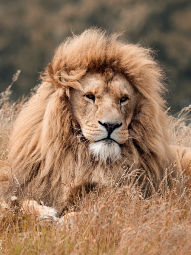 Soñar Con Leones ¡es Pura Fuerza Interior Vibra