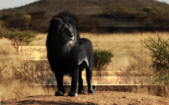 Foto de un león negro