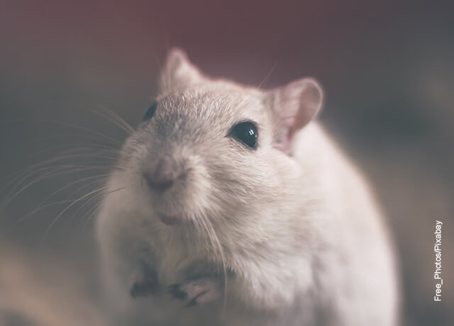 Foto de un ratón blanco
