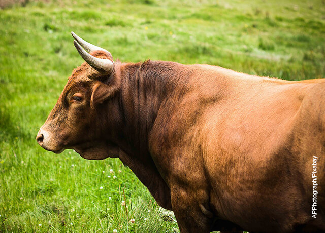 Foto de un toro de color café en el campo