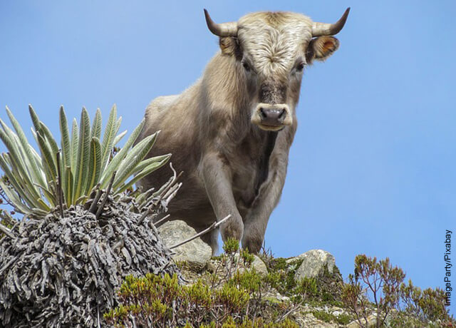 Foto de un toro blanco en la colina