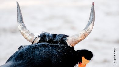 Foto de los cachos de un toro que ilustra qué significa soñar con toros