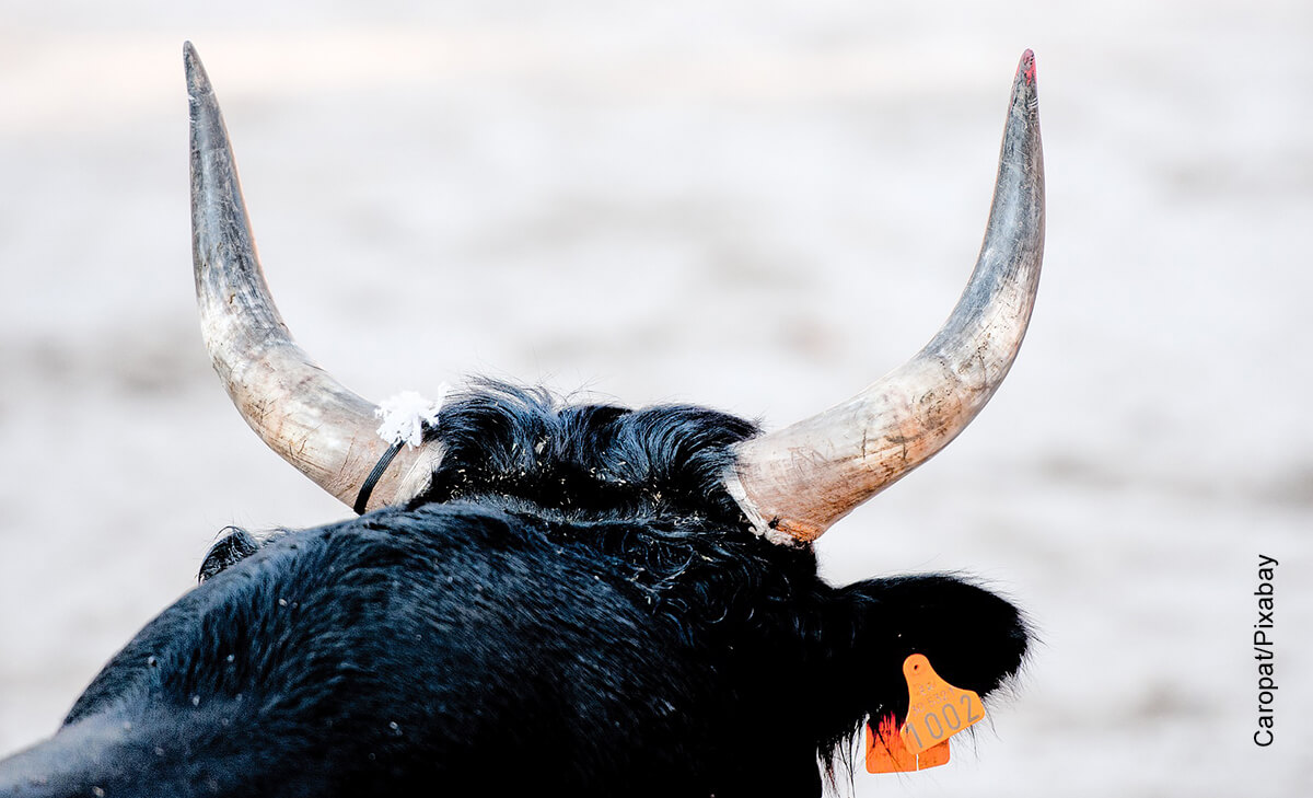 Foto de los cachos de un toro que ilustra qué significa soñar con toros