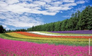 Foto de un campo con flores de muchos colores que muestra lo que es soñar con flores