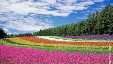 Foto de un campo con flores de muchos colores que muestra lo que es soñar con flores