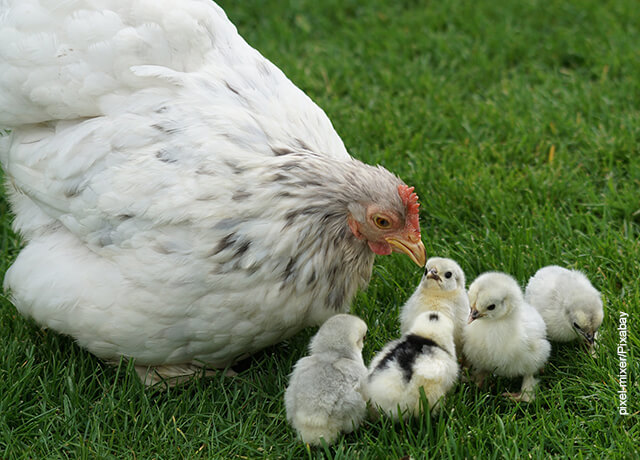 Fito de una mamá gallina con sus pollitos que ilustra lo que es soñar con gallinas
