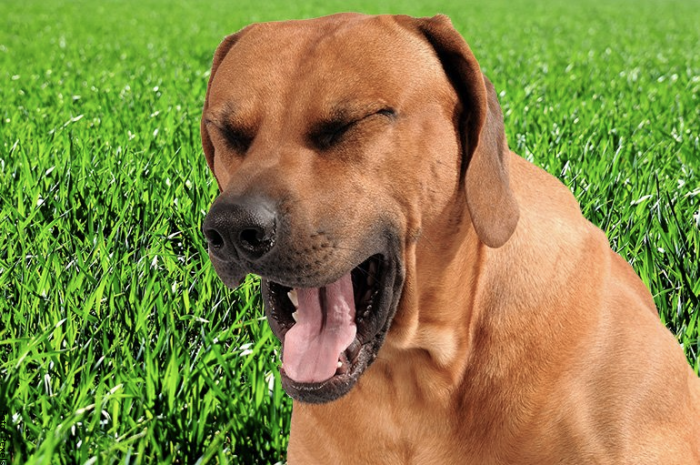 Foto de un perro haciendo cara de asco