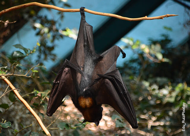 Foto de un murciélago colgado a una rama