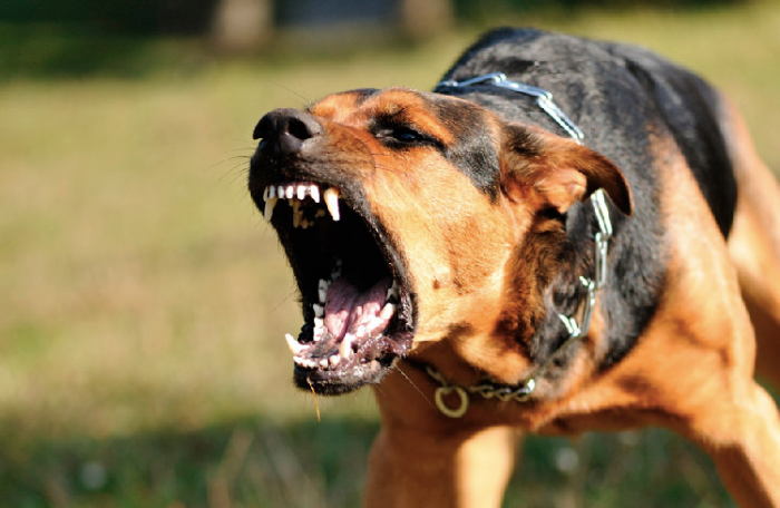 Foto de un perro bravo