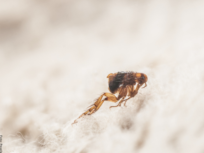 Foto de una pulga saltando