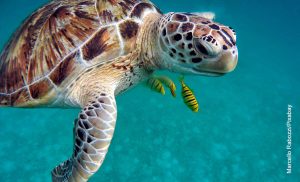 Foto de un reptil nadando que ilustra lo que es soñar con tortugas
