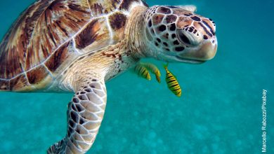 Foto de un reptil nadando que ilustra lo que es soñar con tortugas