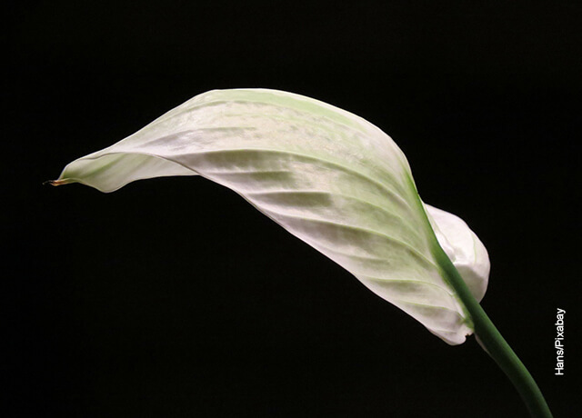 Foto de una hoja de una planta blanca