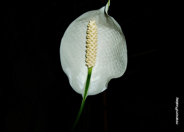 Foto de una flor que muestra el Spathiphyllum y sus cuidados