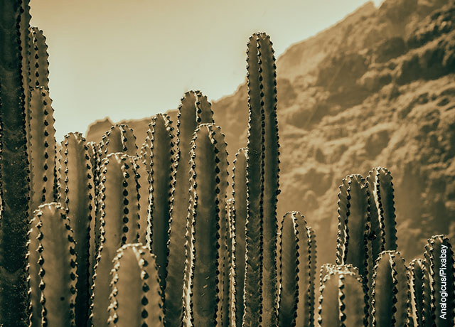 Foto de plantas del desierto