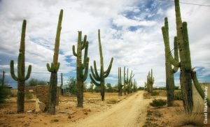 Foto de plantas en un carretera que representan los cactus del desierto