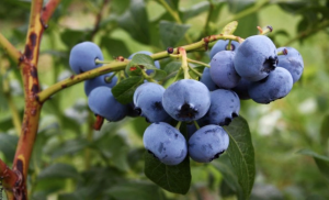 Cómo cultivar arándanos en casa y disfrutar de este fruto