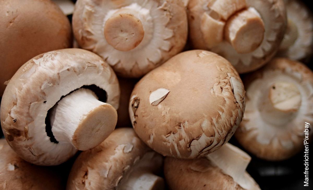 Foto de muchos hongos que revela cómo cultivar champiñones