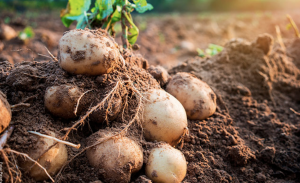 ¿Cómo cultivar papas en casa?