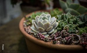 Foto de una planta en una maceta que ilustra cómo cultivar suculentas