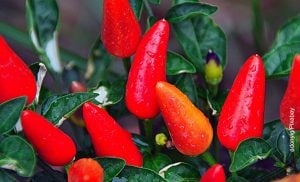 Foto de una planta de chiles que muestra cómo sembrar ají