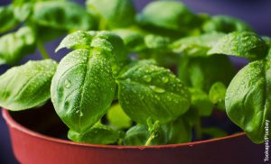 Foto de una planta aromática que muestra cómo sembrar albahaca