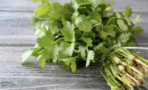 Cómo sembrar cilantro en casa para aprovecharlo en tu cocina