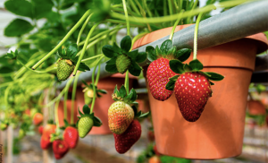 Cómo sembrar fresas, ¡crea tu huerta con la fruta del amor!