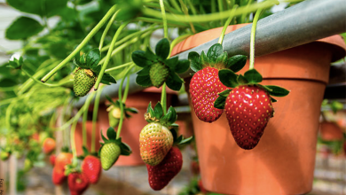 Cómo sembrar fresas, ¡crea tu huerta con la fruta del amor!