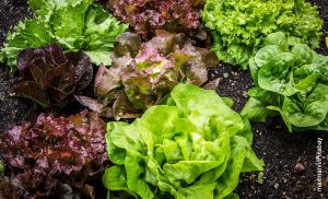 Foto de vegetales sembrados en la tierra que muestran cómo sembrar lechuga