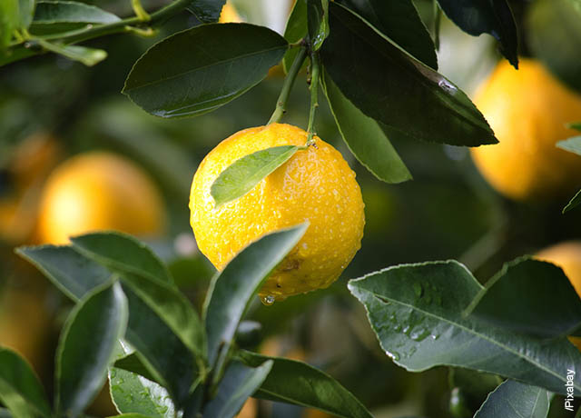 Foto de un limón sujetado a una rama