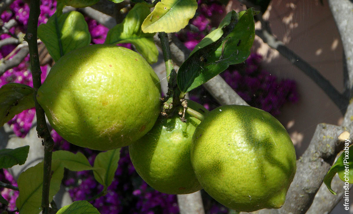 Foto de una rama de árbol con limones
