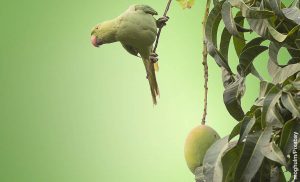 Foto de un loro sobre una planta de mango que muestra cómo sembrar mango
