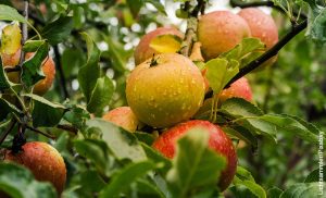 Foto de un manzano que ilustra cómo sembrar manzanas