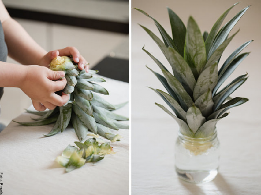 Cómo sembrar piña en una maceta