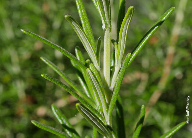 Foto de un tallo de planta que muestra cómo sembrar romero
