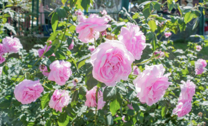 Cómo sembrar rosas y tener un hermoso jardín
