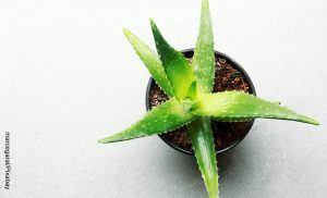Foto de una planta de áloe vera que ilustra cómo sembrar sábila