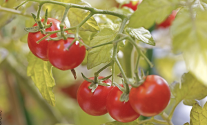 Cómo sembrar tomate y no fallar en el intento