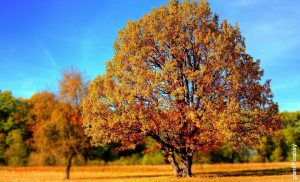 Foto de un parque en otoño que muestra cómo sembrar un árbol