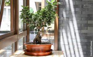 Foto de un árbol pequeño que ilustra cómo sembrar un bonsái